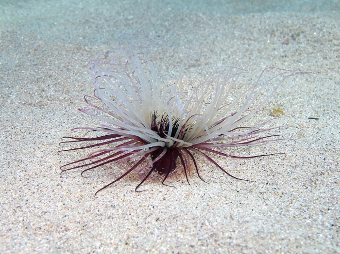 Cerianthus membranaceus Cerianthus membranaceus