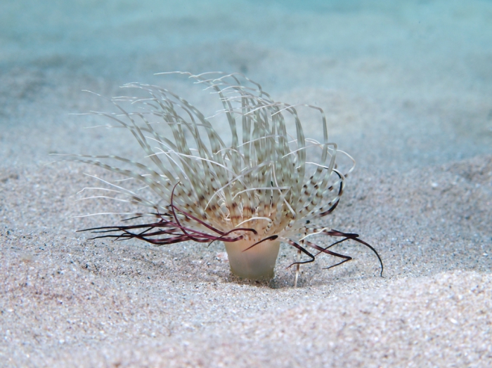 Cerianthus membranaceus Cerianthus membranaceus