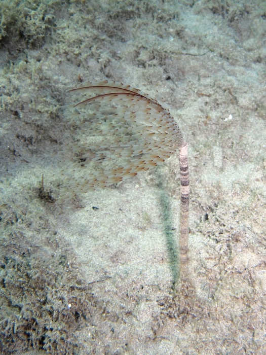 Sabella pavonina Sabella pavonina