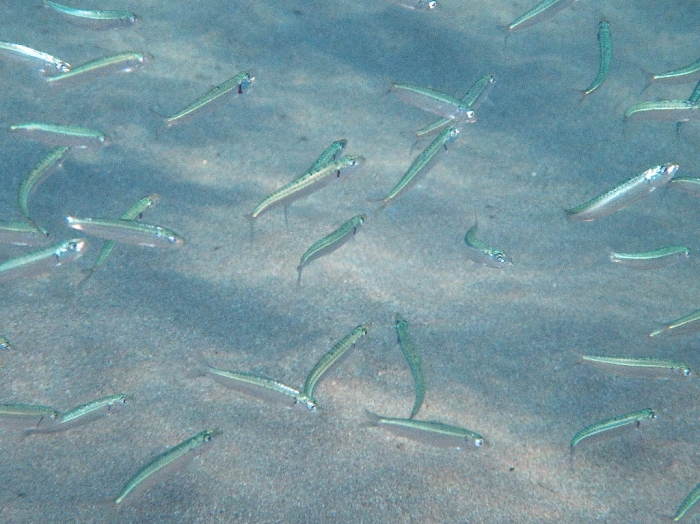 Sardina pilchardus Sardina pilchardus