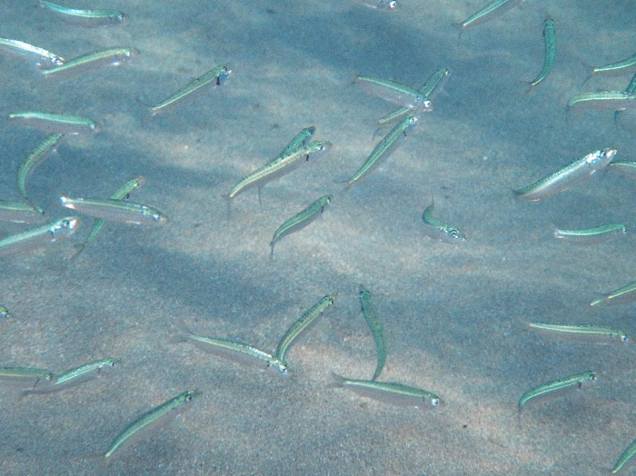 Sardina pilchardus