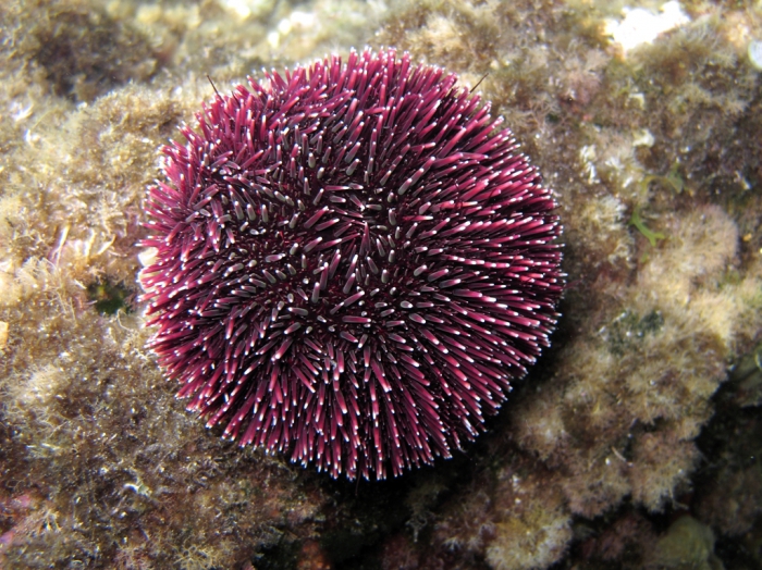 Sphaerechinus granularis Sphaerechinus granularis