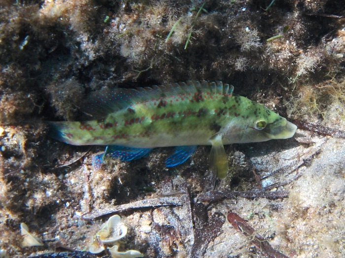 Symphodus tinca Symphodus tinca