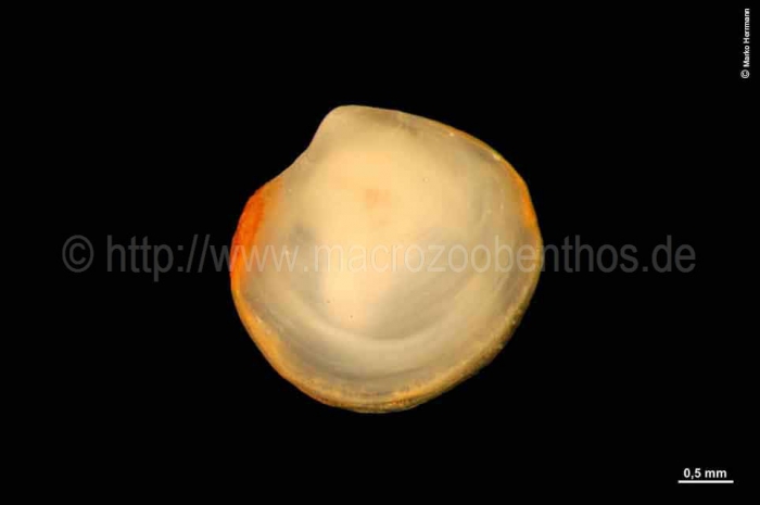 Axinopsida orbiculata Axinopsida orbiculata