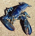 Homarus americanus - american lobster, author: Jim Cornall/Huntsman Marine Science Centre