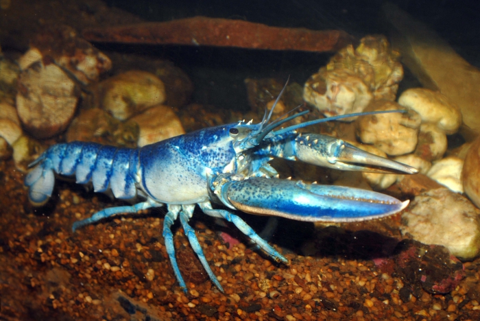 Homarus americanus - american lobster