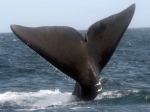 Right whale - Eubalaena glacialis, author: Jim Cornall/Huntsman Marine Science Centre