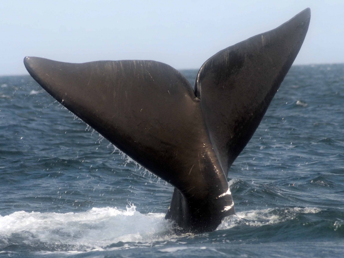 Right whale - Eubalaena glacialis