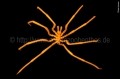 Chelicerata (sea spiders & mites)