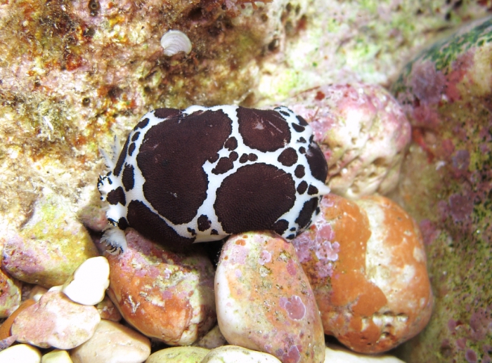 Peltodoris atromaculata Peltodoris atromaculata