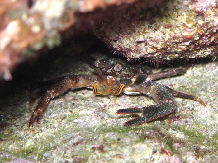 Galathea squamifera