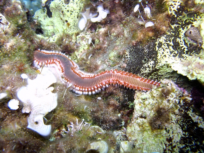 Hermodice carunculata Hermodice carunculata