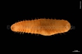 Polychaeta (bristle worms)