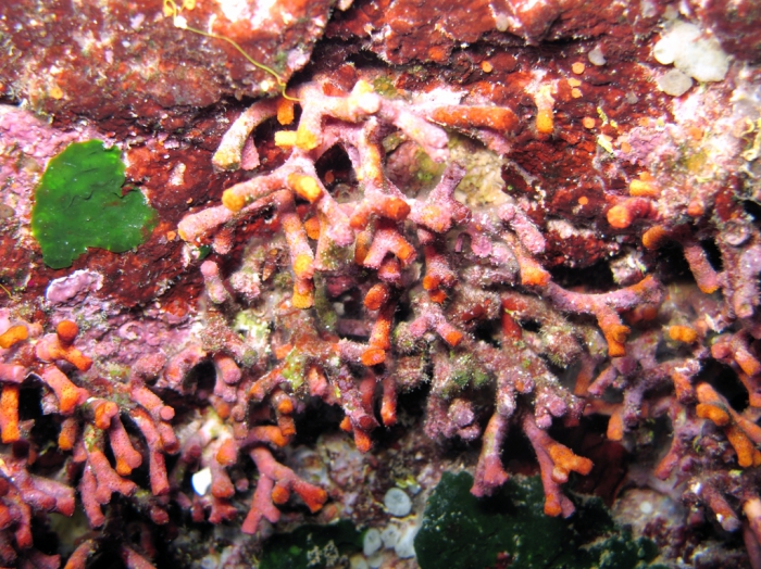 Myriapora truncata Myriapora truncata