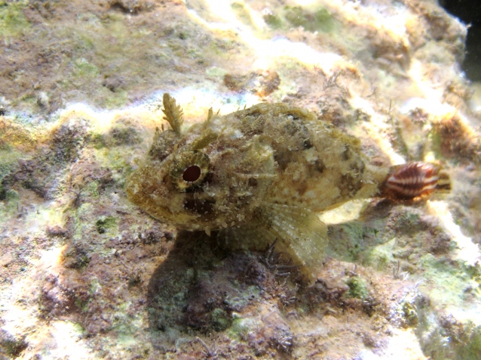Scorpaena porcus Scorpaena porcus