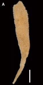 Amphliectus utriculus