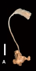 Amphilectus strepsichelifer