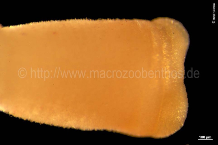 Chaetoderma nitidulum Chaetoderma nitidulum