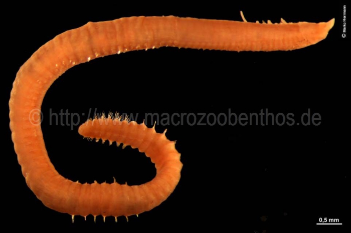 Chaetozone setosa Chaetozone setosa
