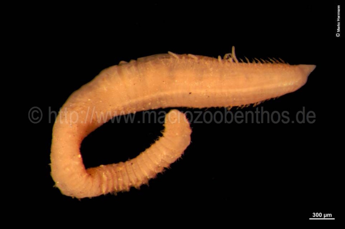 Chaetozone setosa Chaetozone setosa