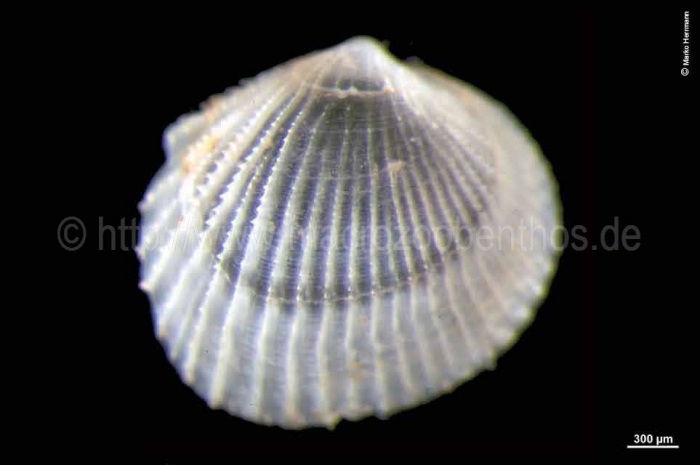 Ciliatocardium ciliatum Ciliatocardium ciliatum