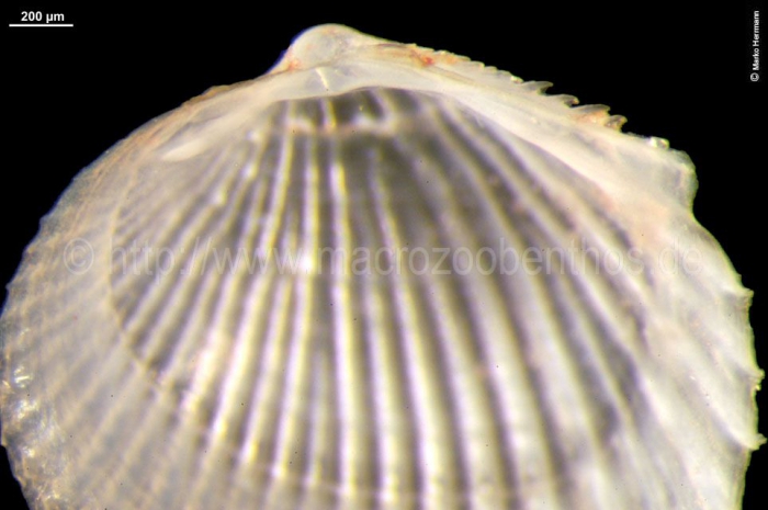 Ciliatocardium ciliatum Ciliatocardium ciliatum