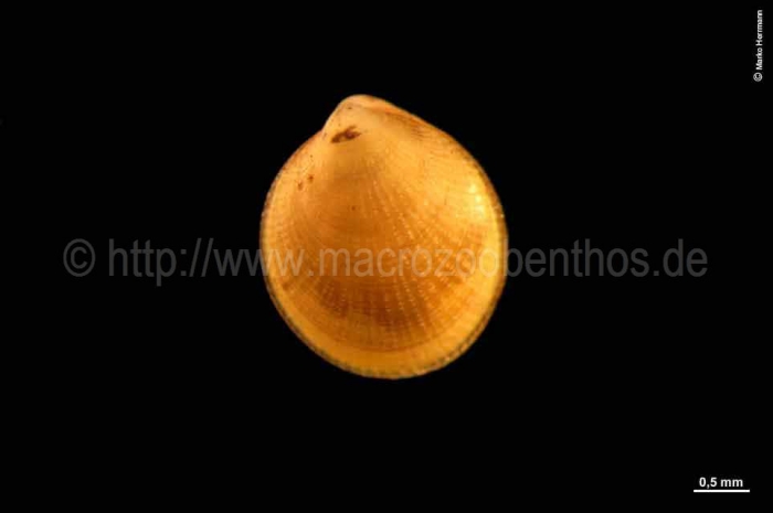Crenella decussata Crenella decussata