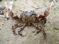 Crustacea (crustaceans)