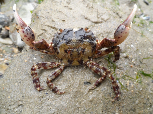 Japanese shore crab - Hemigrapsus sanguineus