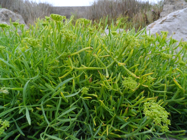 Samphire - Crithmum maritimum