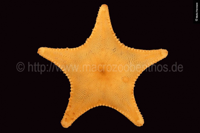 Ctenodiscus crispatus Ctenodiscus crispatus