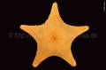 Echinodermata (echinoderms)