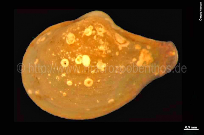 Cuspidaria Cuspidaria