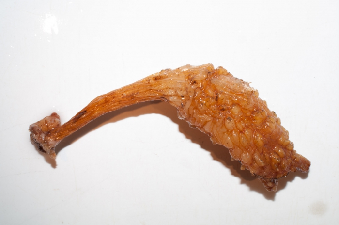 Styela clava - clubbed tunicate Styela clava - clubbed tunicate