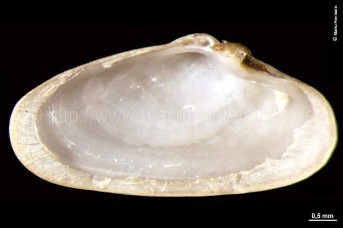 Cyrtodaria siliqua Cyrtodaria siliqua