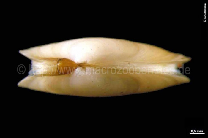Cyrtodaria siliqua Cyrtodaria siliqua