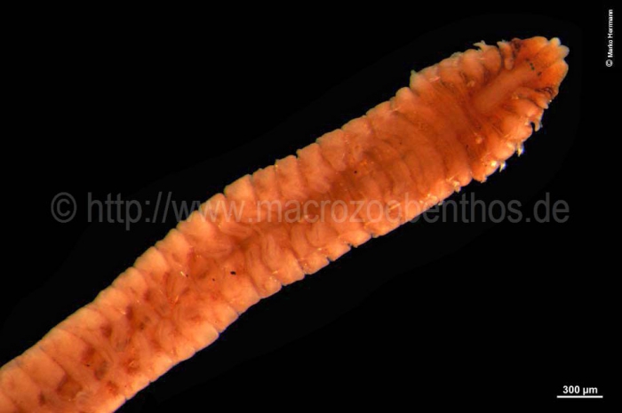 Dipolydora quadrilobata Dipolydora quadrilobata