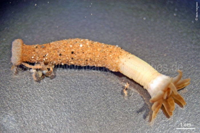 Edwardsia fusca Edwardsia fusca