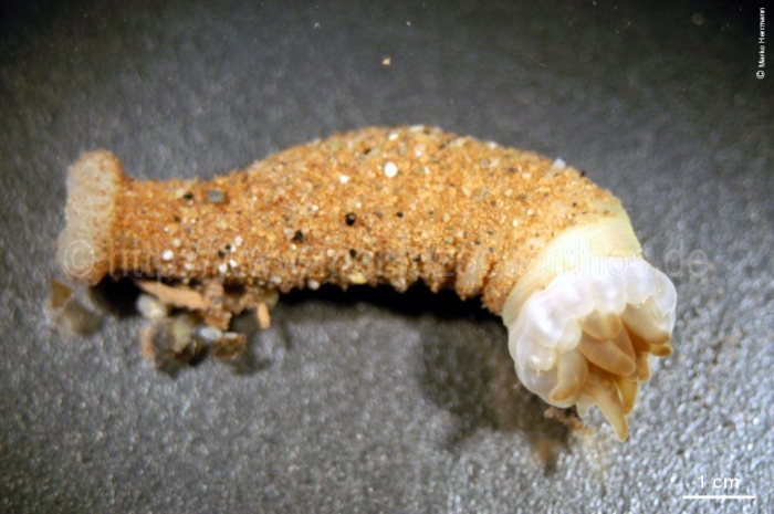 Edwardsia fusca Edwardsia fusca