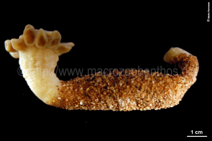 Edwardsia fusca Edwardsia fusca