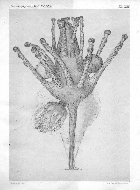 Tricyclusa singularis Tricyclusa singularis