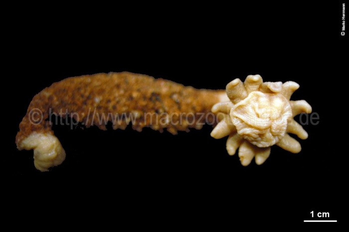 Edwardsia fusca Edwardsia fusca