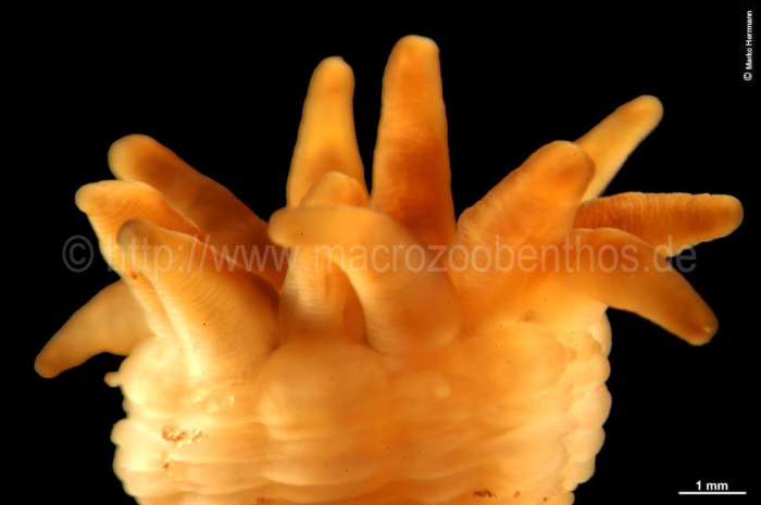 Edwardsia fusca Edwardsia fusca