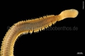 Polychaeta (bristle worms)