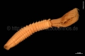 Polychaeta (bristle worms)