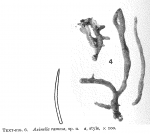 Axinella ramosa Burton, 1954