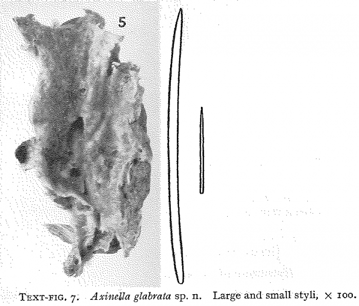 Hymeniacidon glabrata Burton, 1954