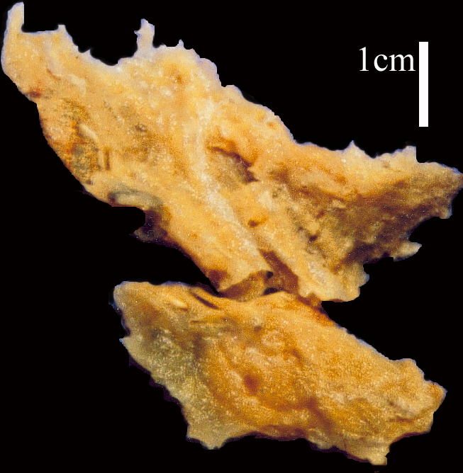 Hymeniacidon glabrata Holotype