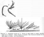 Dragmatyle topsenti Burton, 1954