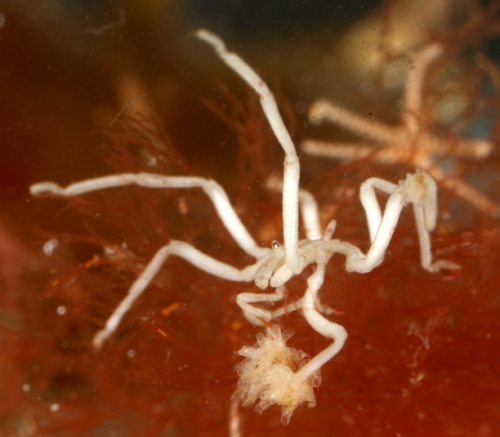 Anoplodactylus amora